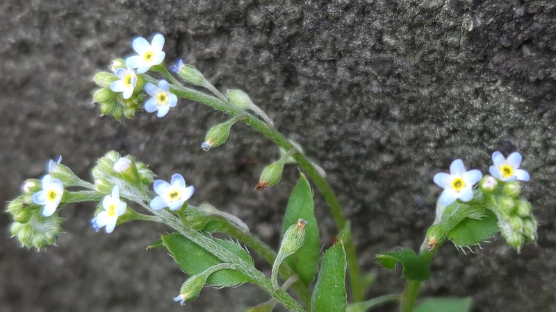 キュウリグサの花 横浜市旭区今宿南町