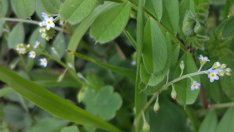 キュウリグサの花 横浜市旭区今宿南町