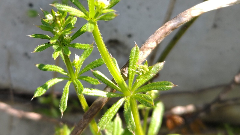 ヤエムグラの花 横浜市旭区今宿南町