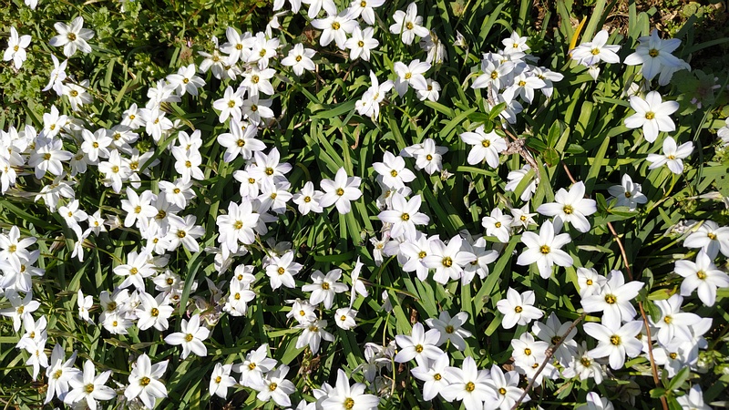 ハナニラの花 横浜市旭区今宿南町