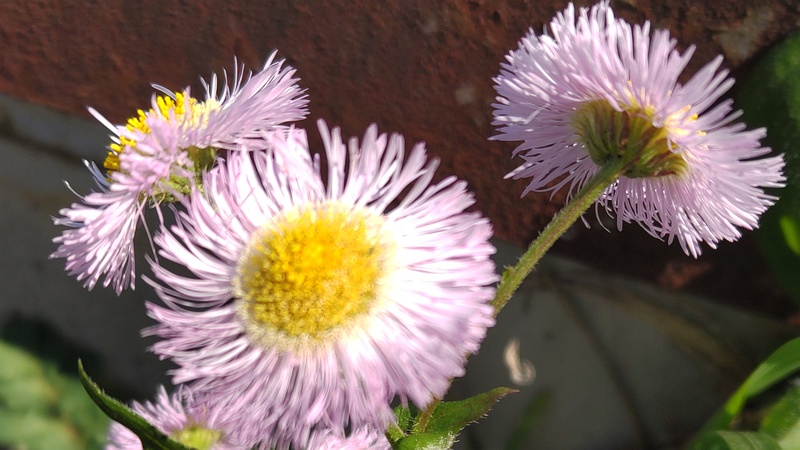 ハルジオンの花 横浜市旭区今宿南町
