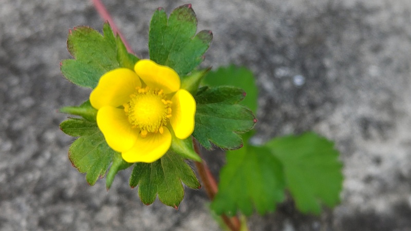 ヤブヘビイチゴの花 横浜市旭区今宿南町