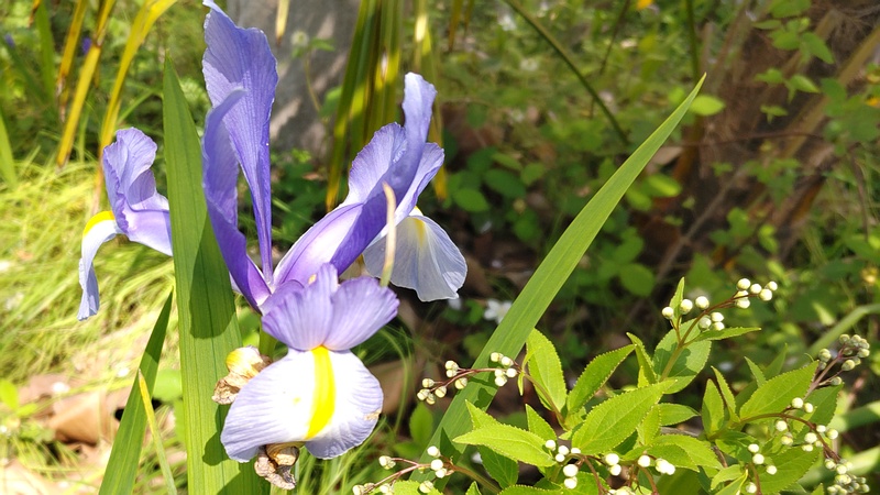 アヤメの花とヒメウツギの蕾 横浜市旭区今宿南町
