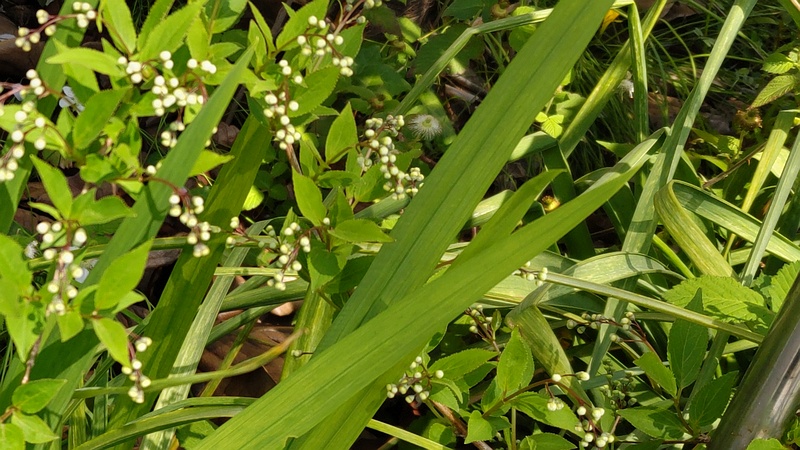 ヒメウツギの蕾 横浜市旭区今宿南町