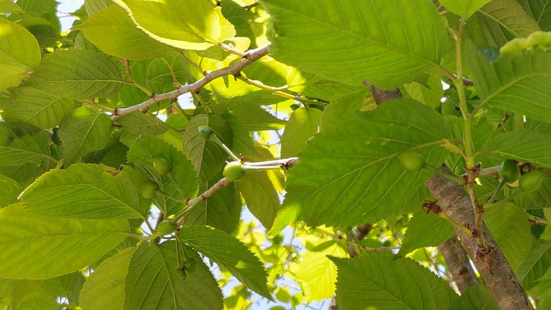 カラミザクラの果実 横浜市旭区今宿南町
