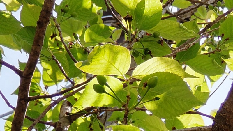 カラミザクラの果実 横浜市旭区今宿南町