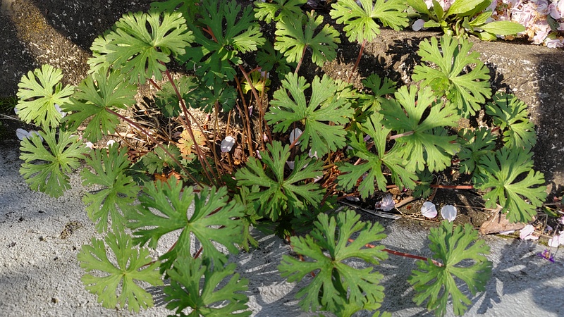 アメリカフウロ 横浜市旭区今宿南町