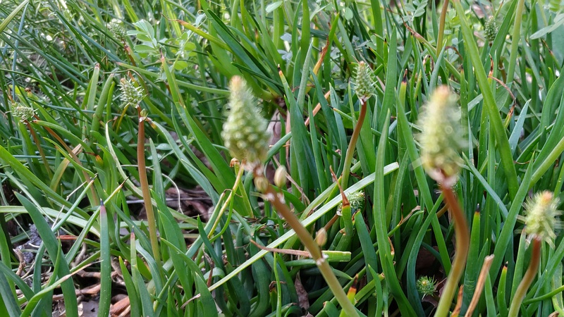 ヘラオオバコ 横浜市旭区今宿南町