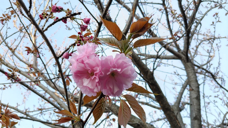 カンザンの花 横浜市旭区今宿南町