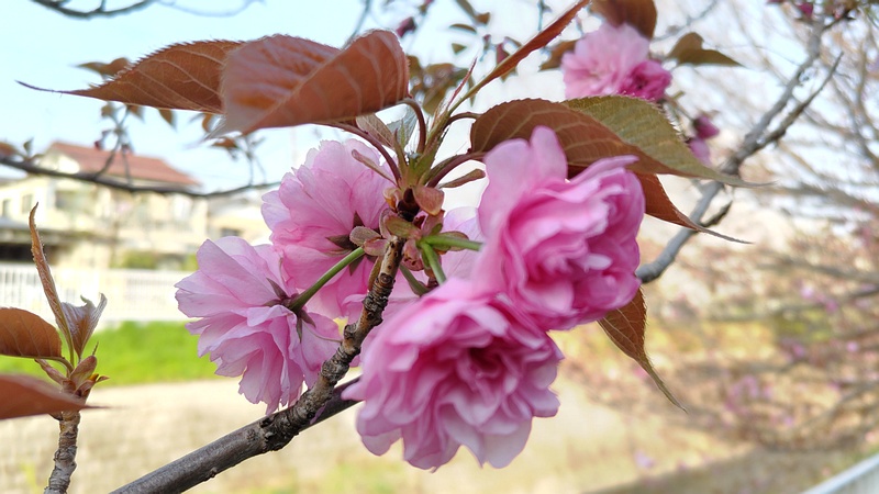 カンザンの花 横浜市旭区今宿南町
