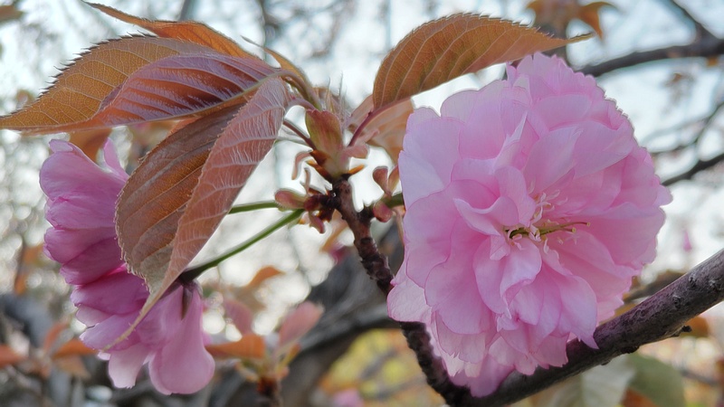 カンザンの花 横浜市旭区今宿南町