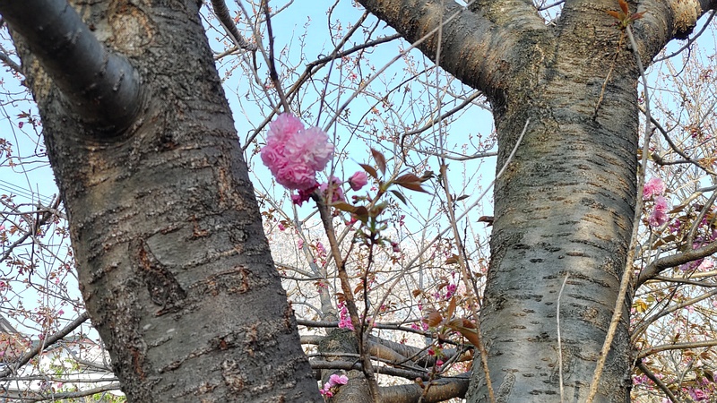 カンザンの花と樹皮 横浜市旭区今宿南町