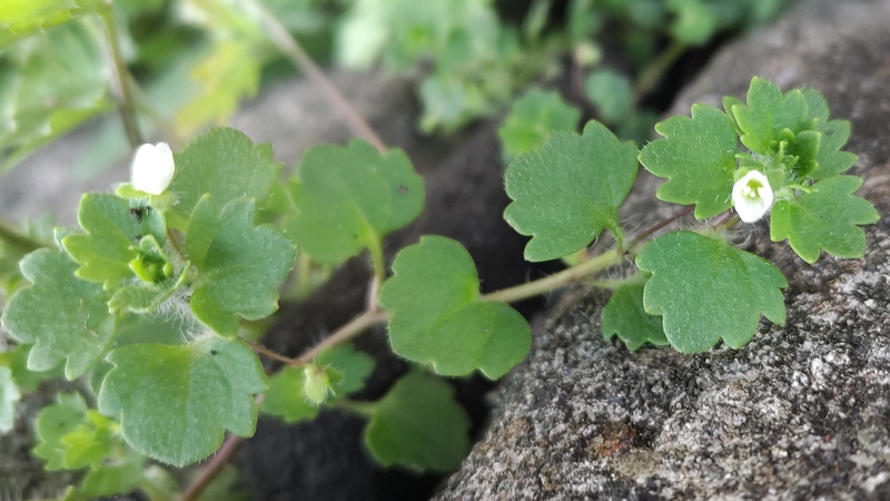 コゴメイヌノフグリの花 横浜市旭区今宿南町