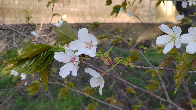 ヤマザクラ 横浜市旭区今宿南町