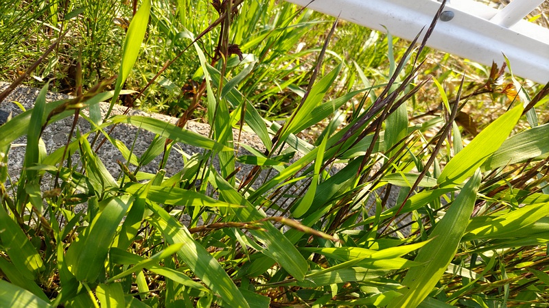 ササの花 横浜市旭区今宿南町