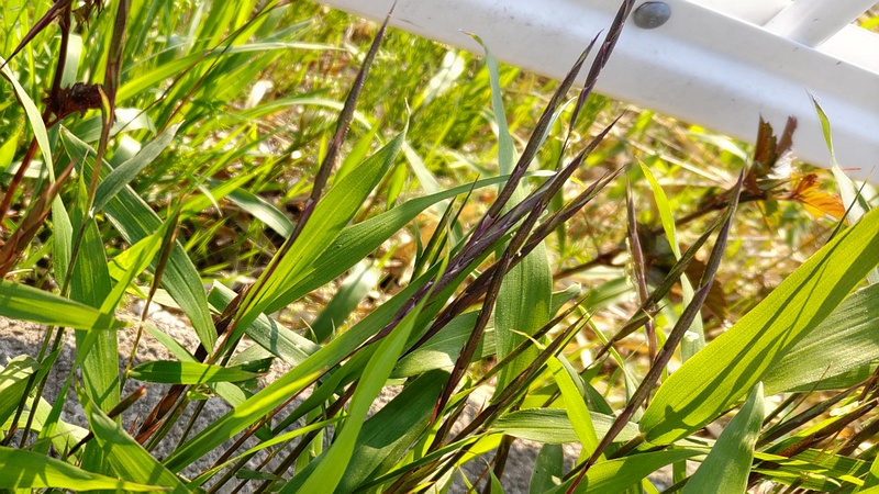 ササの花 横浜市旭区今宿南町