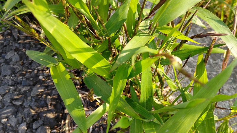ササの花 横浜市旭区今宿南町