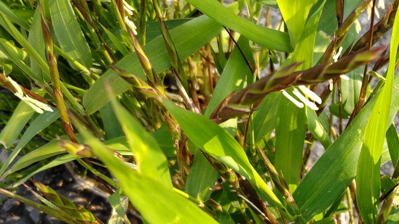ササの花 横浜市旭区今宿南町