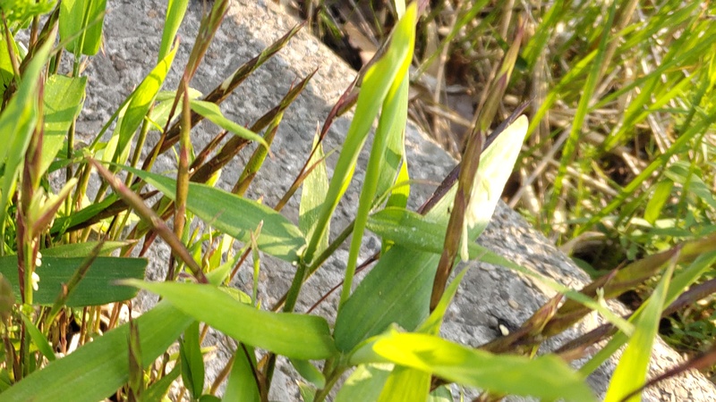 ササの花 横浜市旭区今宿南町