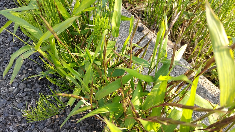 ササの花 横浜市旭区今宿南町
