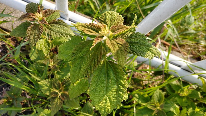 カラムシ 横浜市旭区今宿南町
