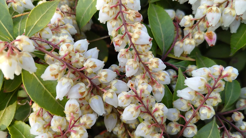 アセビの花 横浜市旭区今宿南町