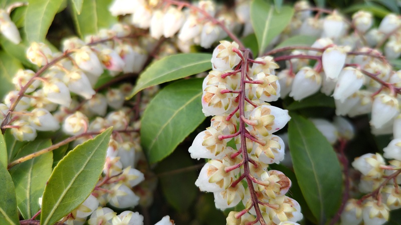 アセビの花 横浜市旭区今宿南町