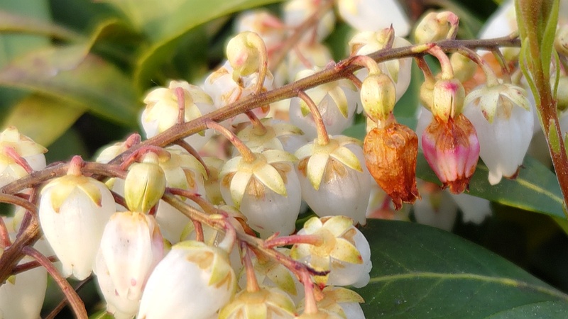アセビの花 横浜市旭区今宿南町