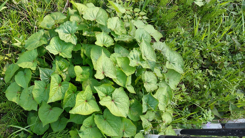 シャクチリソバ 横浜市旭区今宿南町