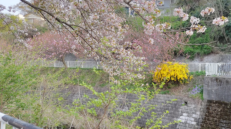 オオシマザクラ、カンザン、ヤマブキ 横浜市旭区今宿南町