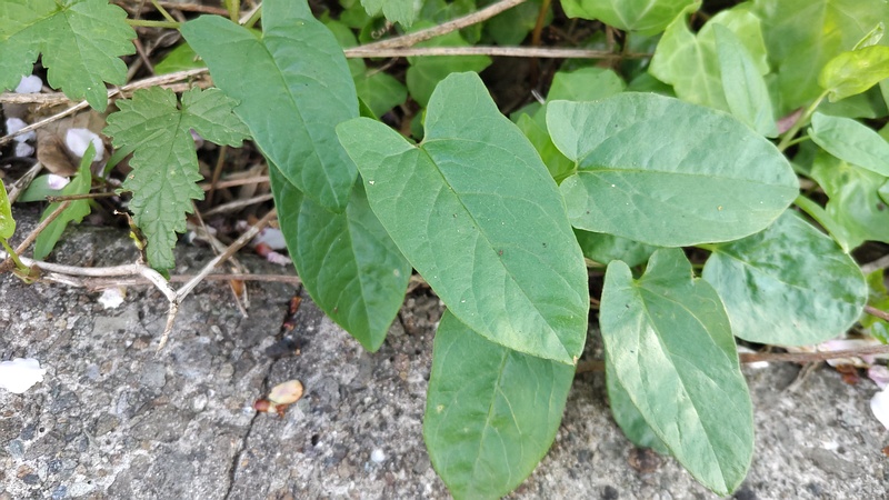 ヒルガオ 横浜市旭区今宿南町