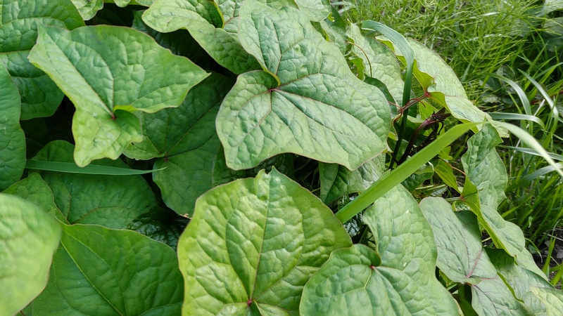 シャクチリソバ 横浜市旭区今宿南町