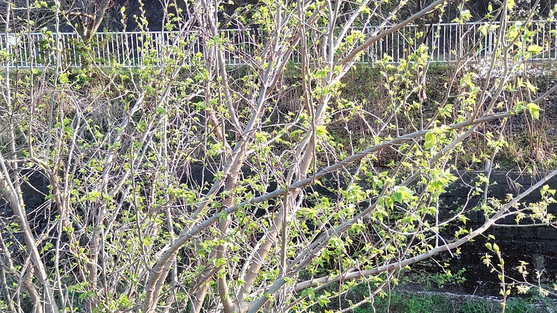 クワ 横浜市旭区今宿南町