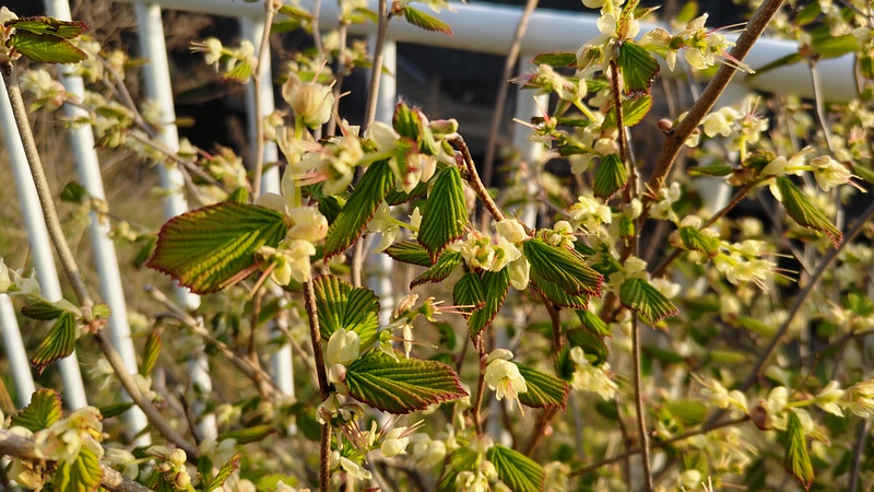ヒュウガミズキ 横浜市旭区今宿南町