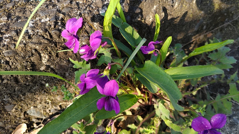 スミレの花 横浜市旭区今宿東町
