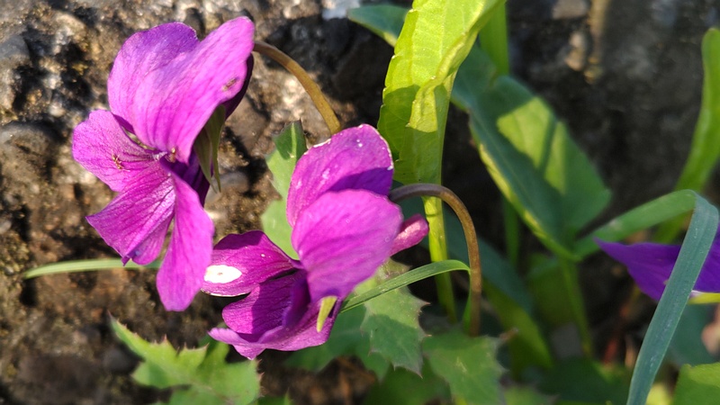 スミレの花 横浜市旭区今宿東町