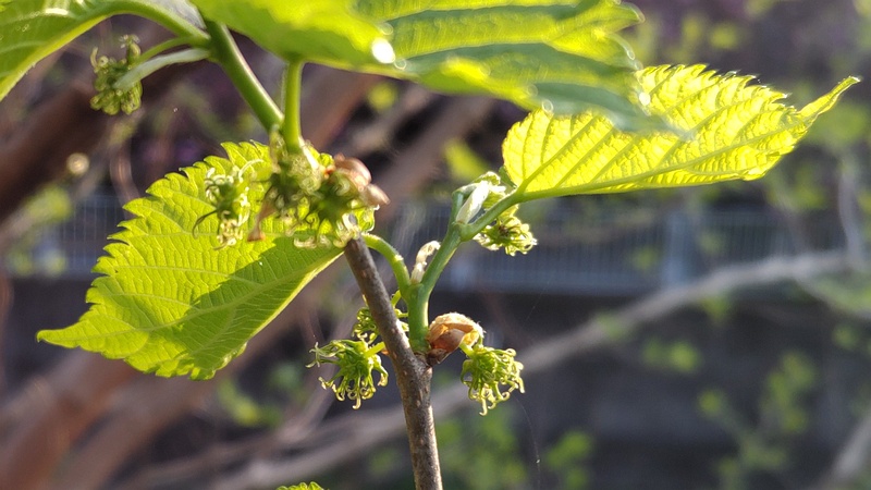 クワの雌花 横浜市旭区今宿東町