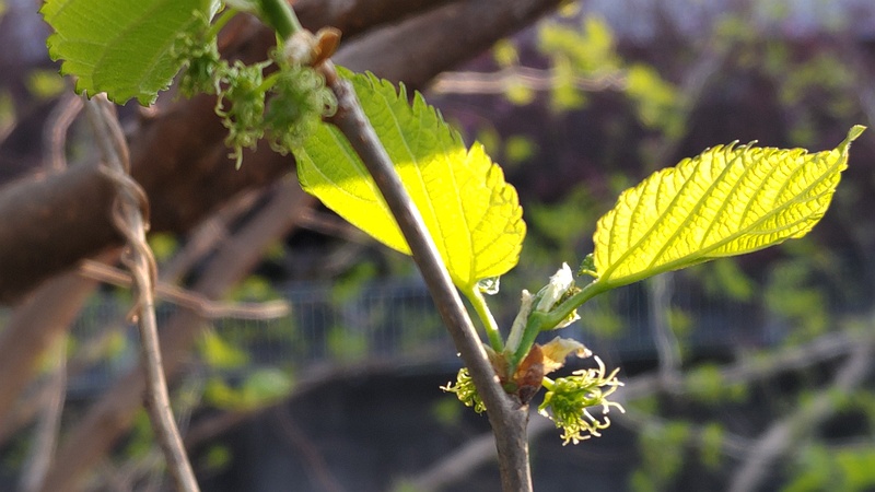 クワの雌花 横浜市旭区今宿東町