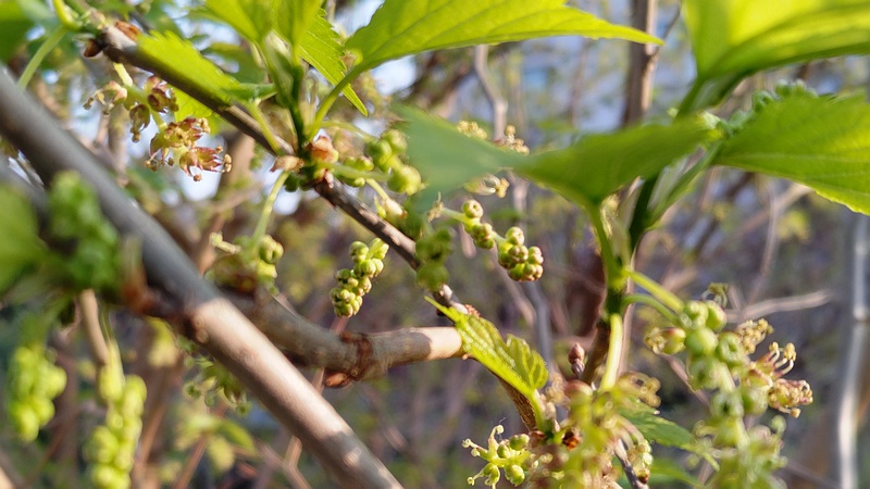クワの蕾と雄花 横浜市旭区今宿東町