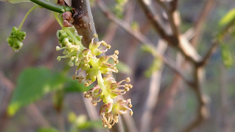 クワの雄花 横浜市旭区今宿東町