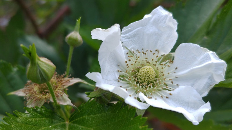 カジイチゴの花 横浜市旭区今宿東町