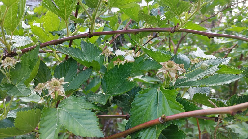カジイチゴの花 横浜市旭区今宿東町