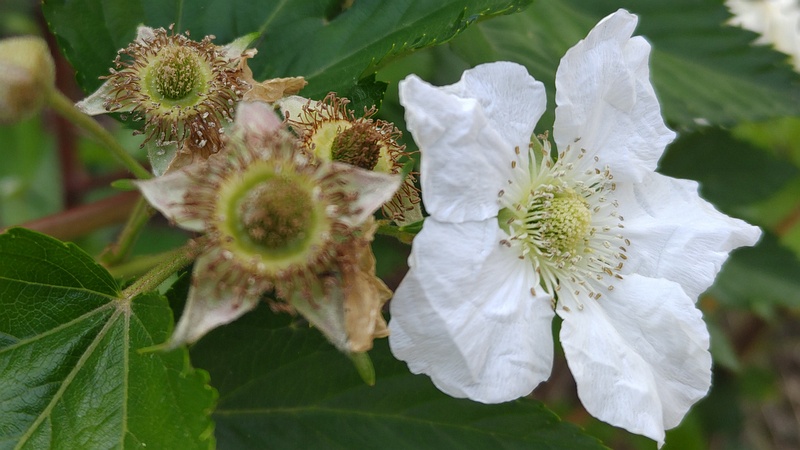 カジイチゴの花 横浜市旭区今宿東町
