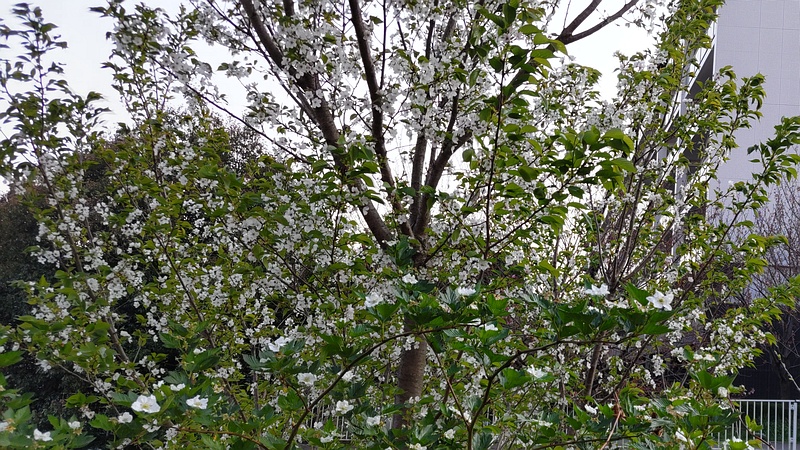 カジイチゴの花 横浜市旭区今宿東町