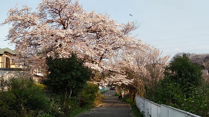カジイチゴの花、ソメイヨシノ 横浜市旭区今宿東町