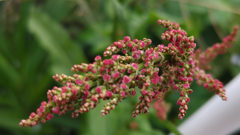 スイバの花 横浜市旭区今宿東町