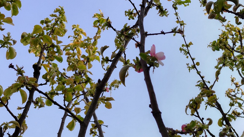 カリンの花 横浜市旭区今宿東町