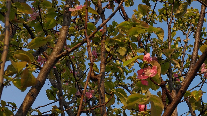 カリンの花 横浜市旭区今宿東町