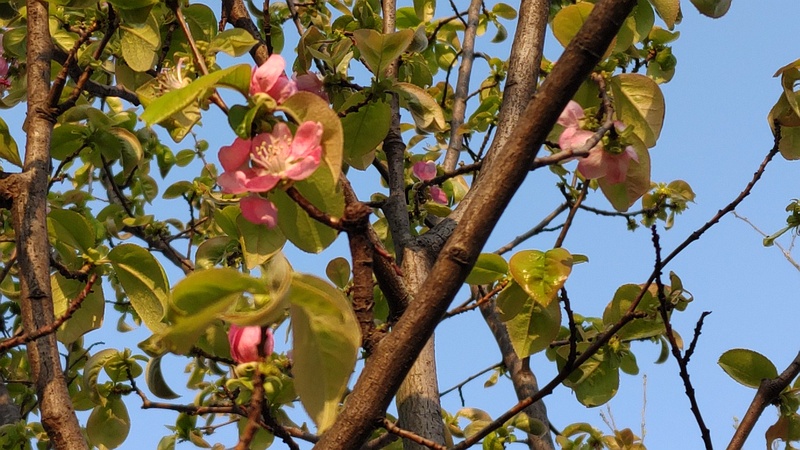 カリンの花 横浜市旭区今宿東町