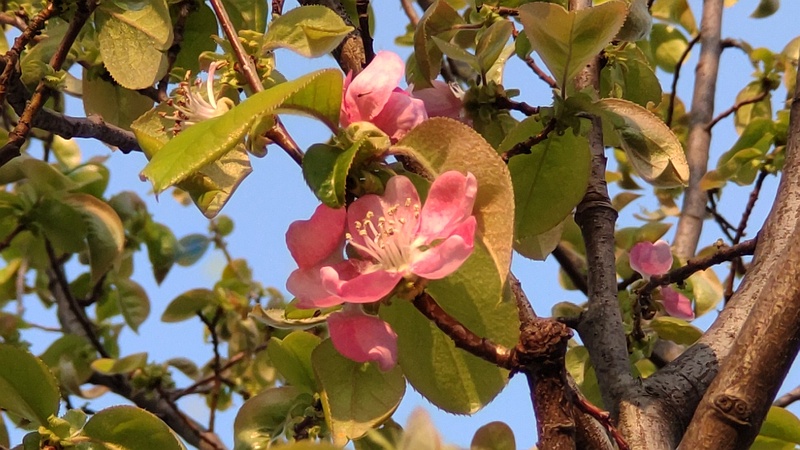 カリンの花 横浜市旭区今宿東町